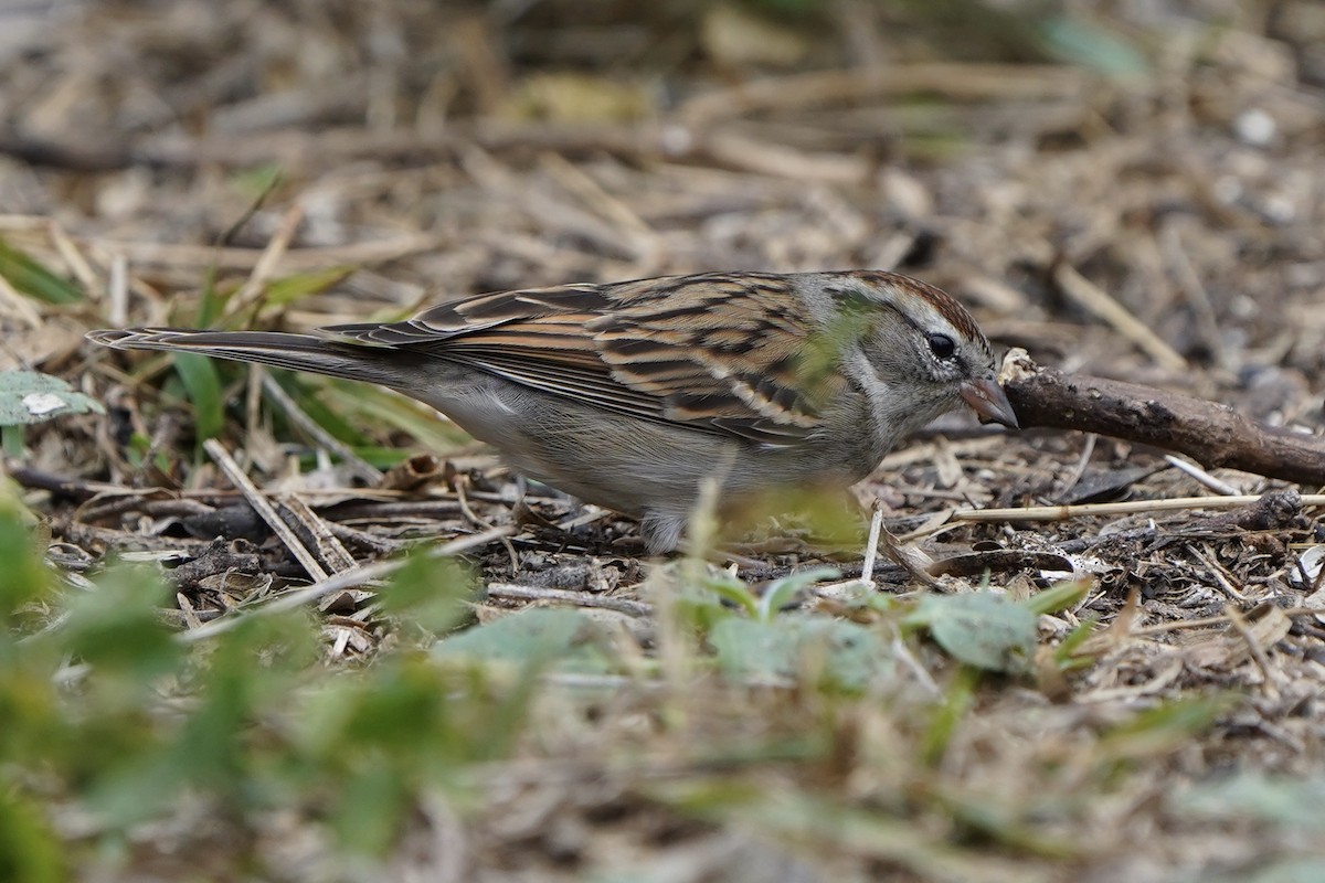 Chipping Sparrow - ML300726381