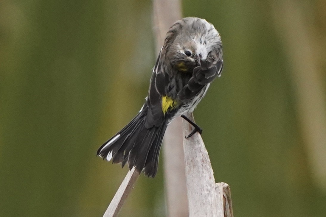 Yellow-rumped Warbler (Myrtle) - Richard H