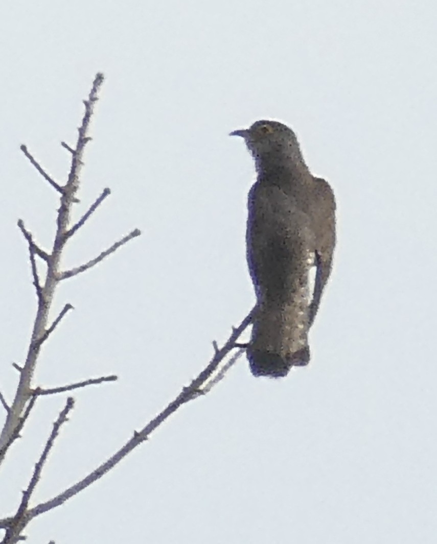Indian Cuckoo - Bilqis Hijjas