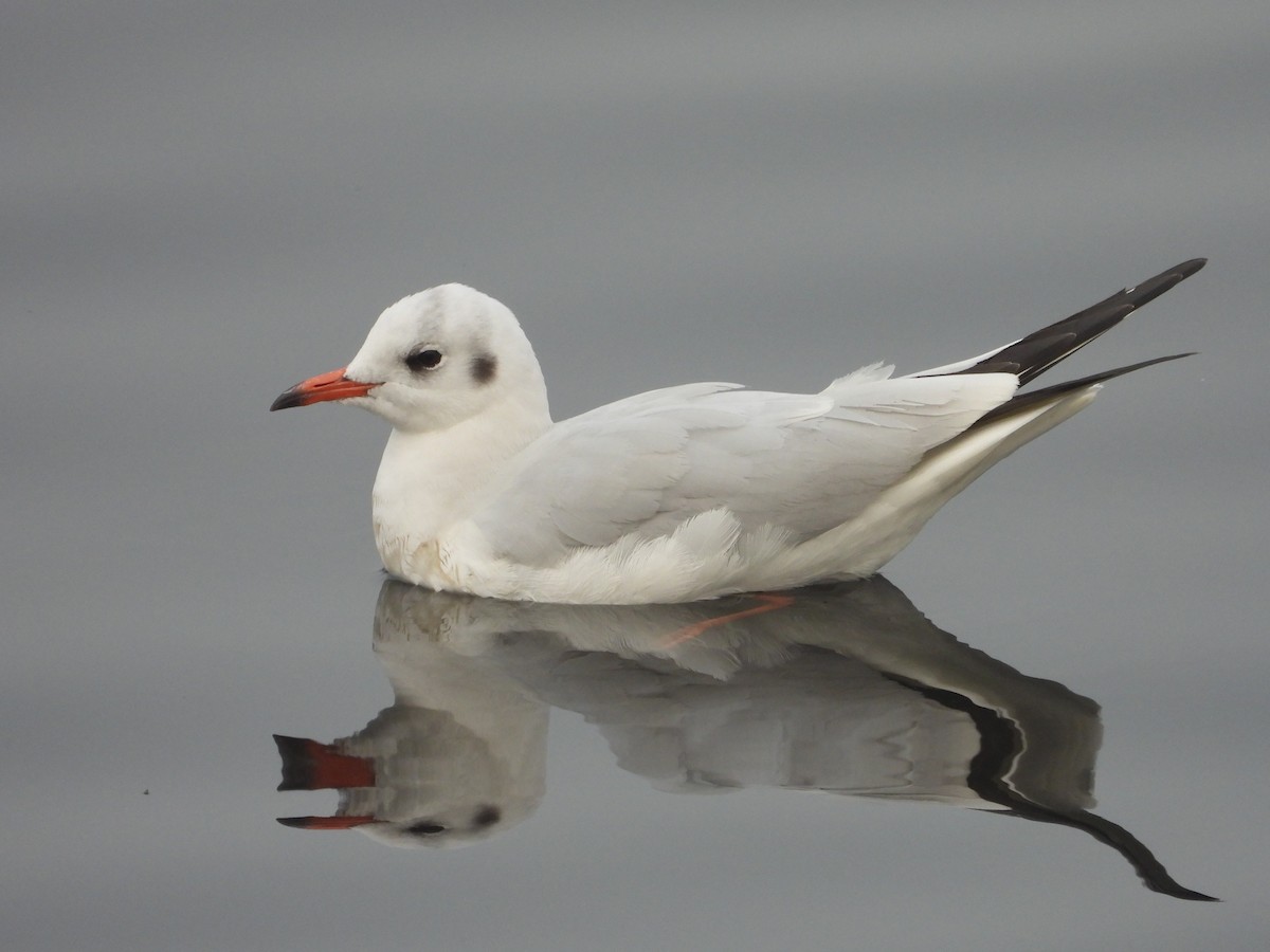 Mouette rieuse - ML300738531