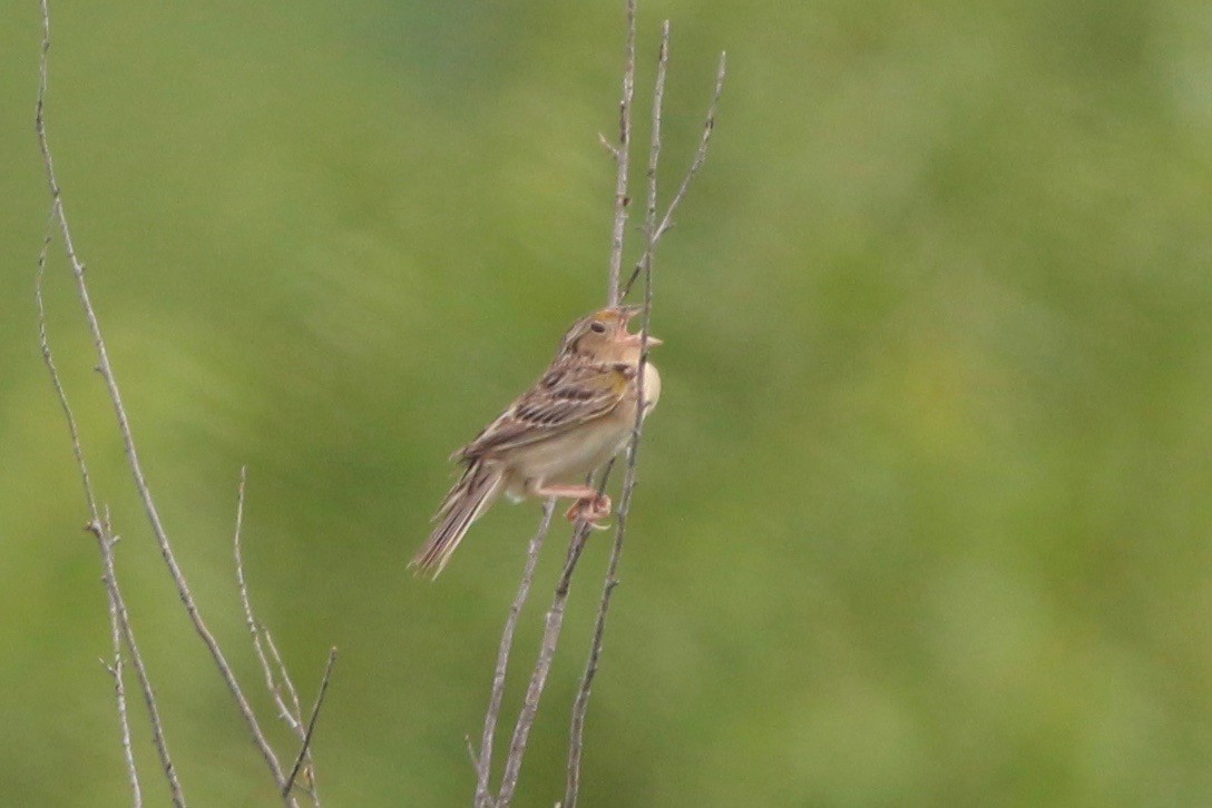 Grasshopper Sparrow - ML300744921