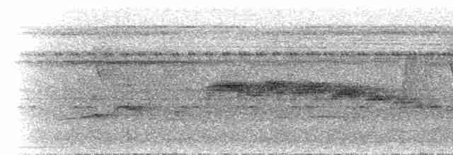 Kara Gagalı Sinekkapan - ML300753
