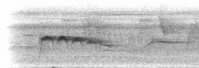Kara Gagalı Sinekkapan - ML300755