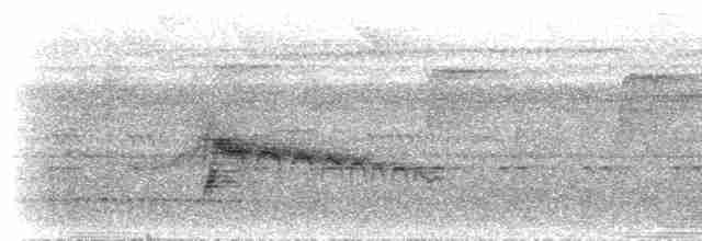 Kara Gagalı Sinekkapan - ML300756