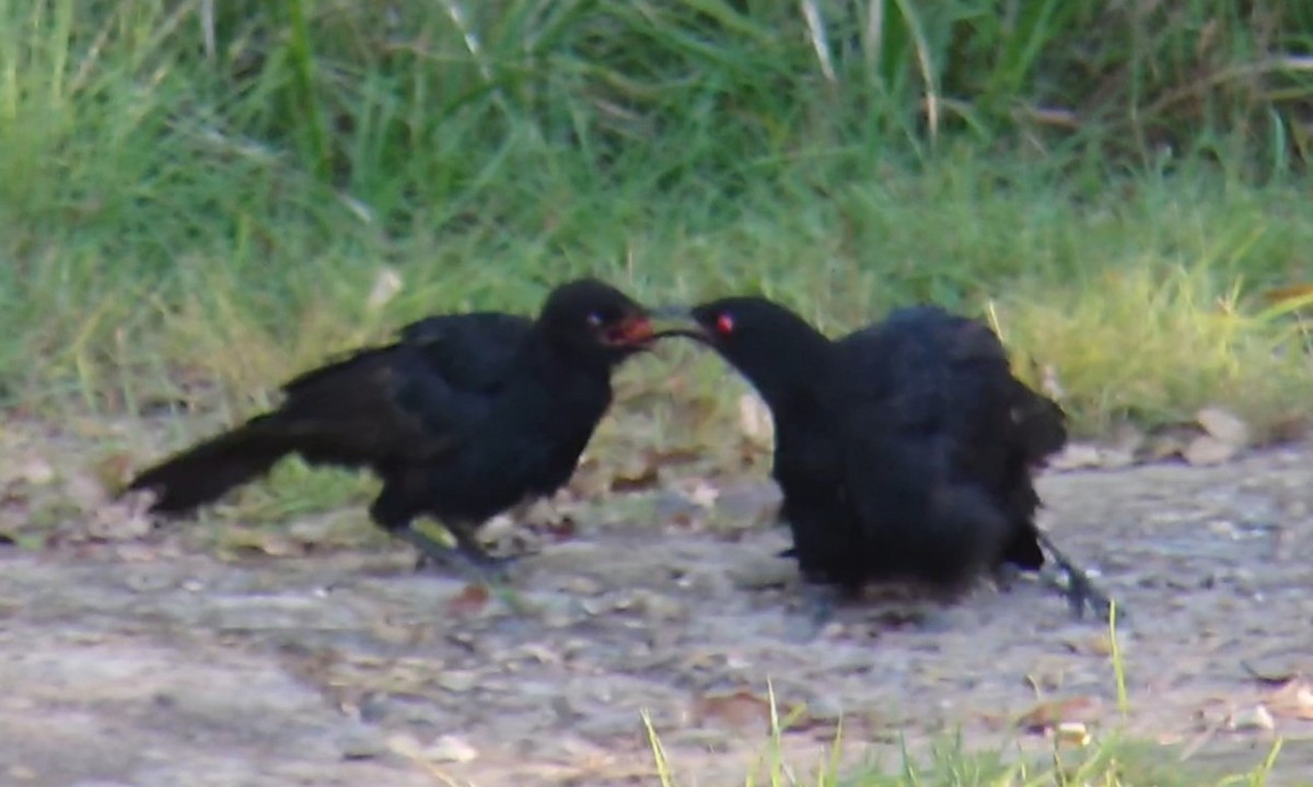 White-winged Chough - Dwaine Laxdal