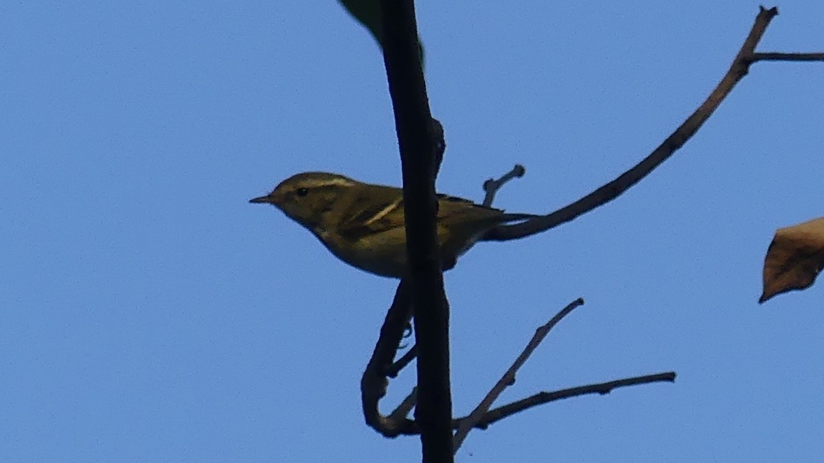 Yellow-browed Warbler - ML300762941