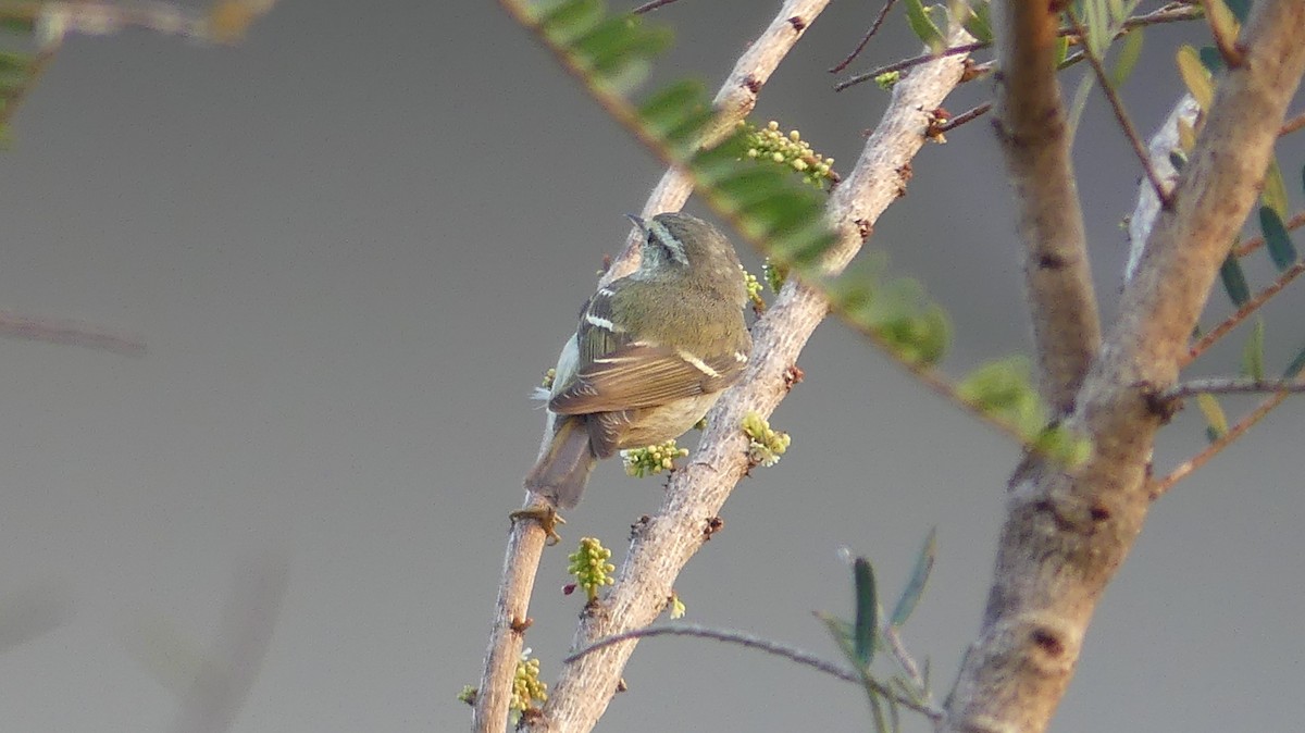 Yellow-browed Warbler - ML300763031