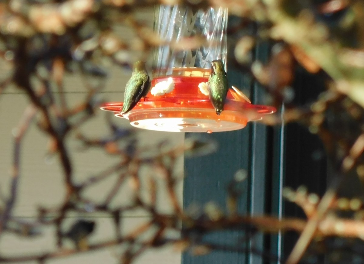 hummingbird sp. - ML300764571