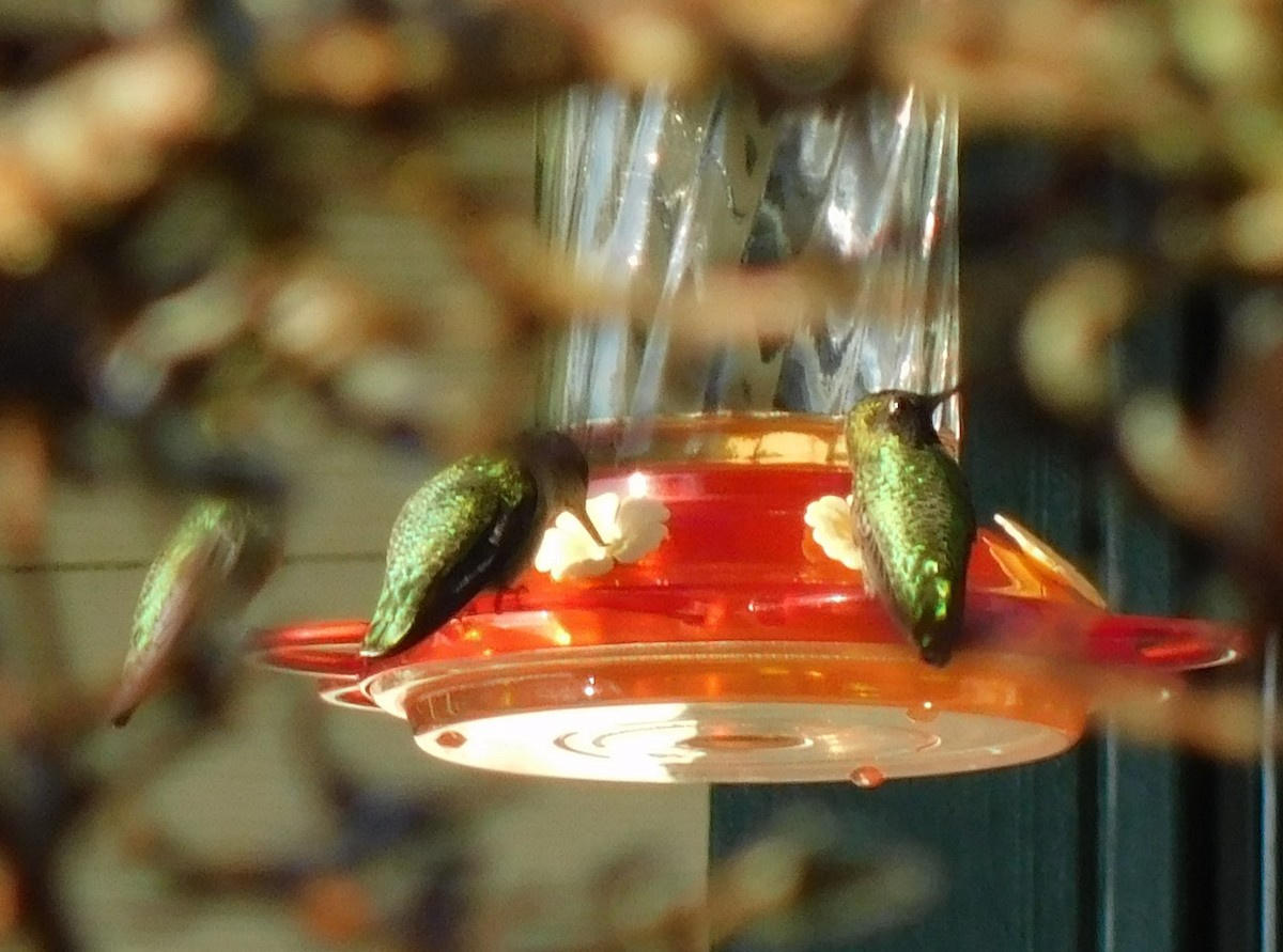 hummingbird sp. - ML300764581