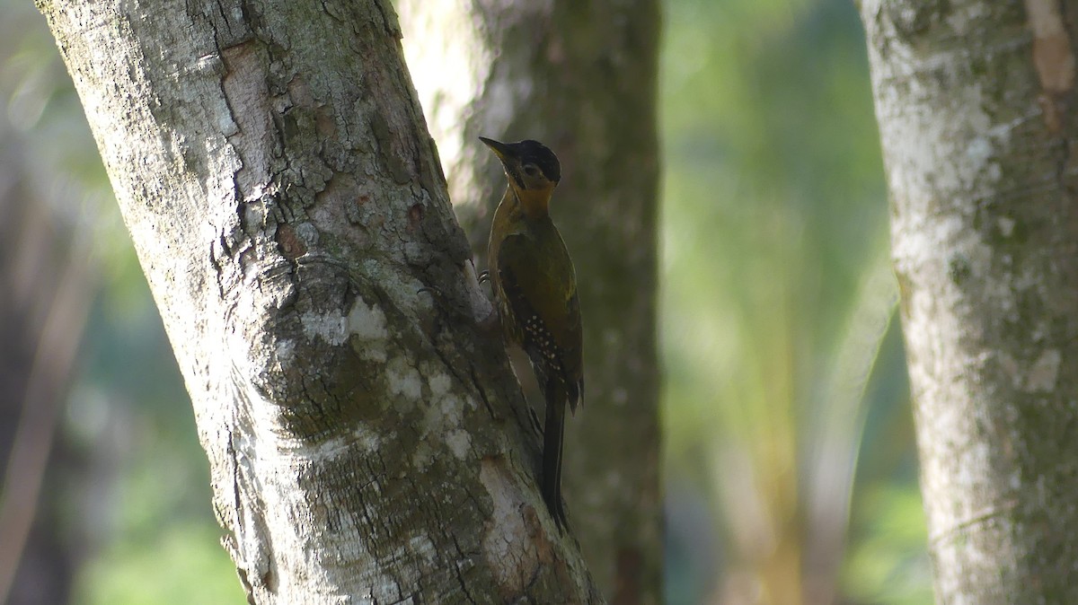 Laced Woodpecker - Thanakrit Wongsatit