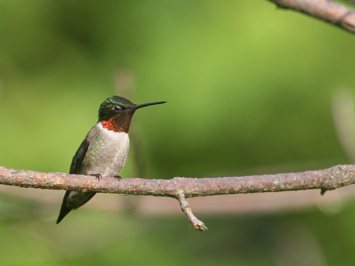Ruby-throated Hummingbird - Larry Therrien