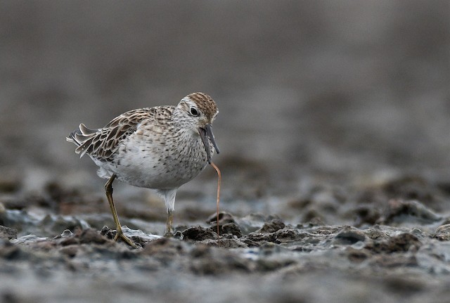 Bird feeding on earthworm. - Sharp-tailed Sandpiper - 