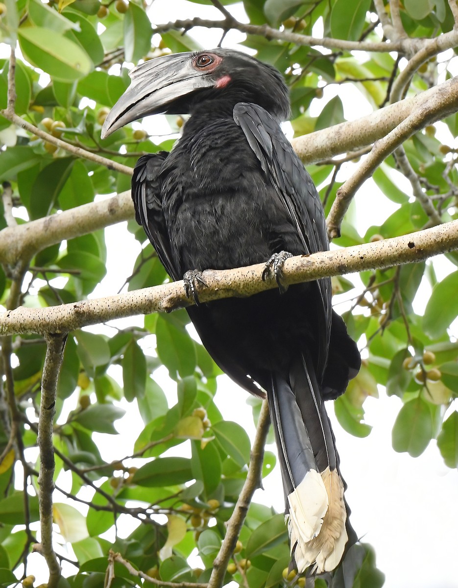 Black Hornbill - norman wu