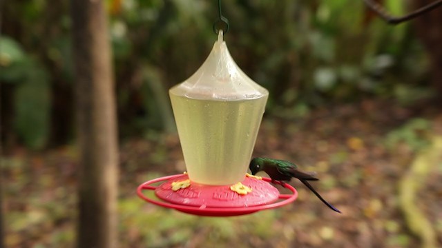 Violet-tailed Sylph - ML300779551