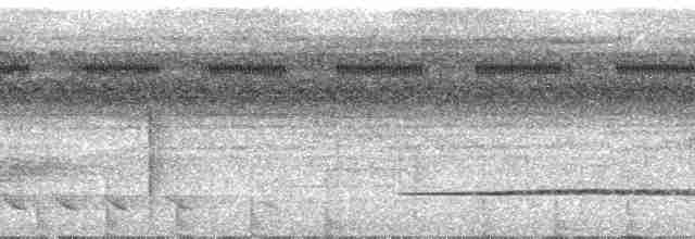 Little Tinamou - ML30078