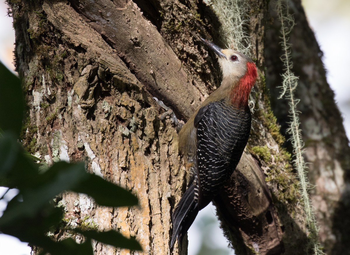 Jamaican Woodpecker - Simon Best