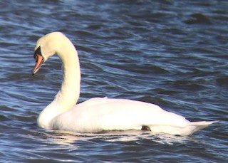 Mute Swan, ML300788571