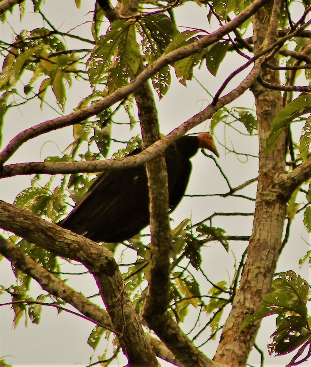 Greater Yellow-headed Vulture - ML300788591