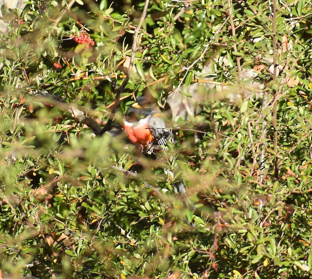 Ebird Checklist Jan Madera Canyon Madera Picnic Area