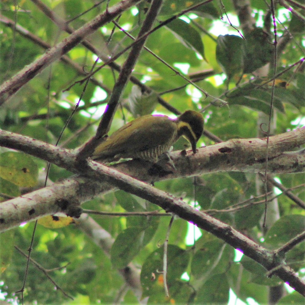 Golden-green Woodpecker - ML300789911