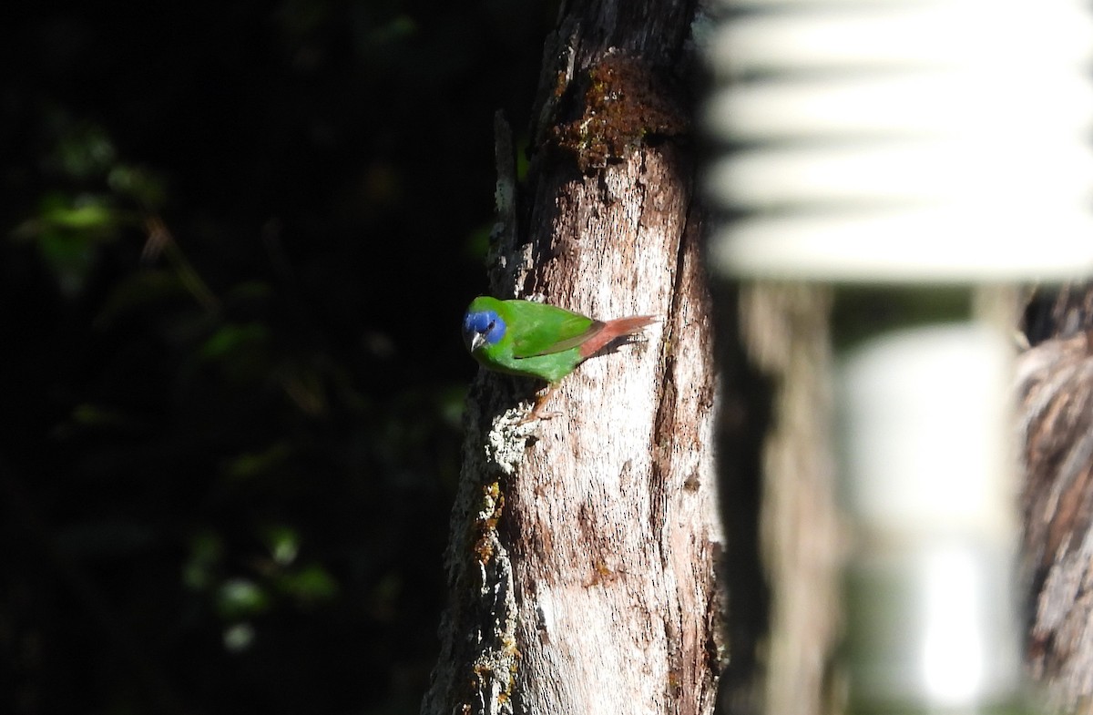 Blue-faced Parrotfinch - ML300795321