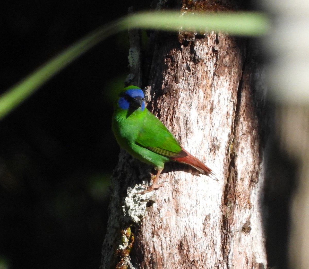 Blue-faced Parrotfinch - ML300795361