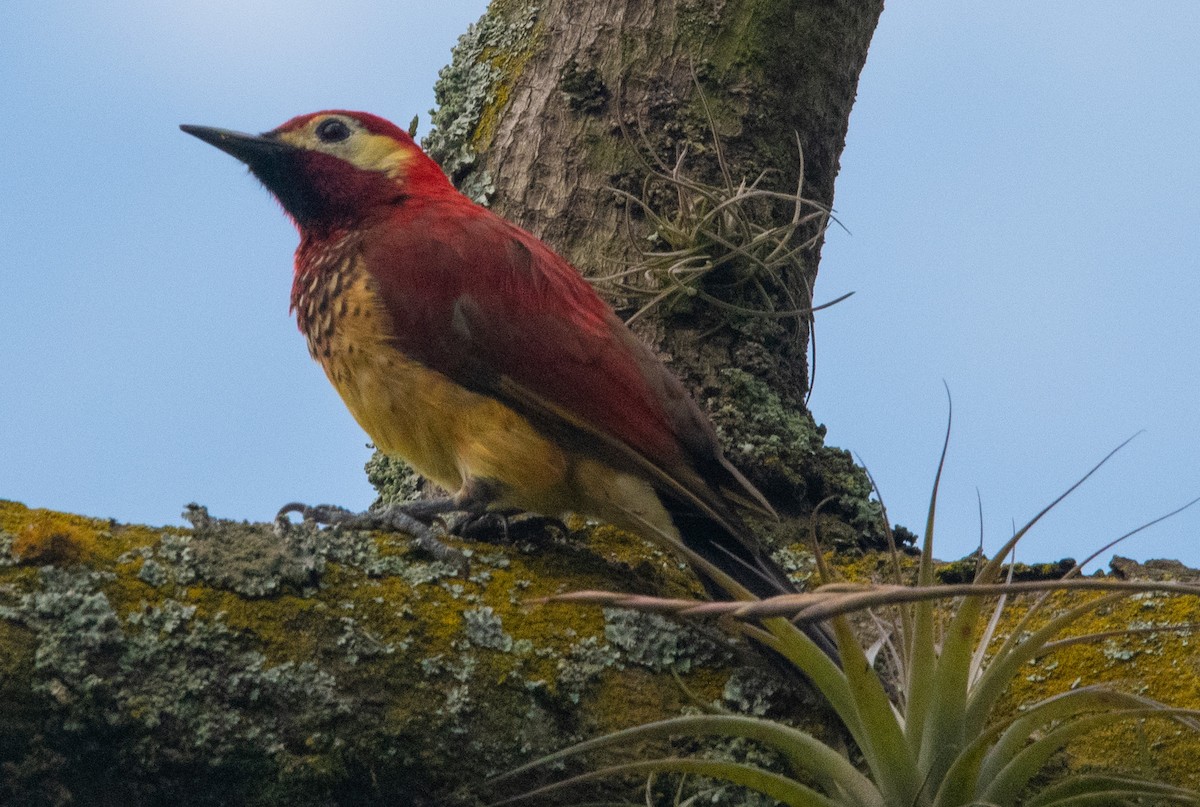 Crimson-mantled Woodpecker - ML300796491