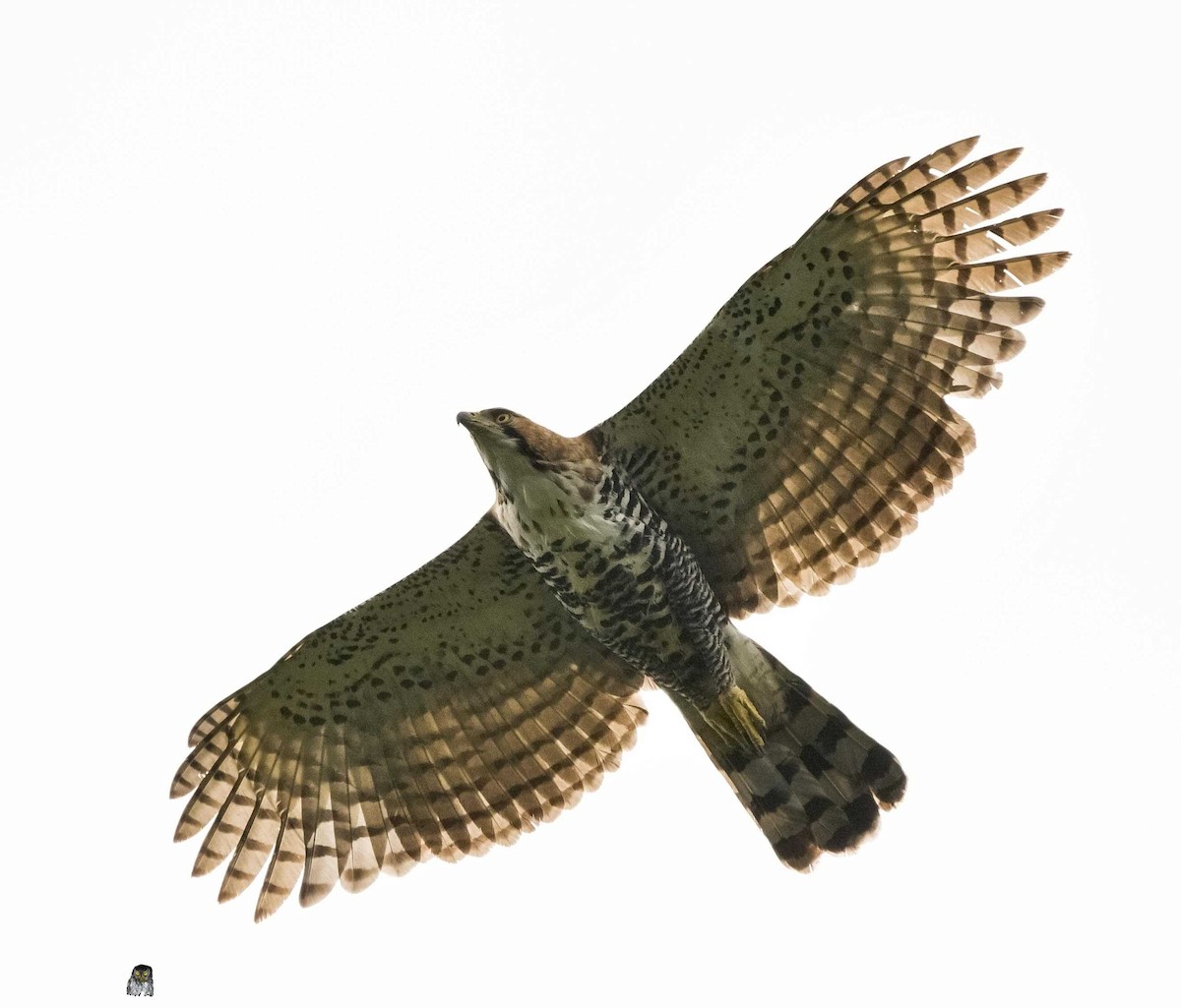 Ornate Hawk-Eagle - ML300796741