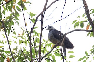 Ashy Wood-Pigeon, ML300797791