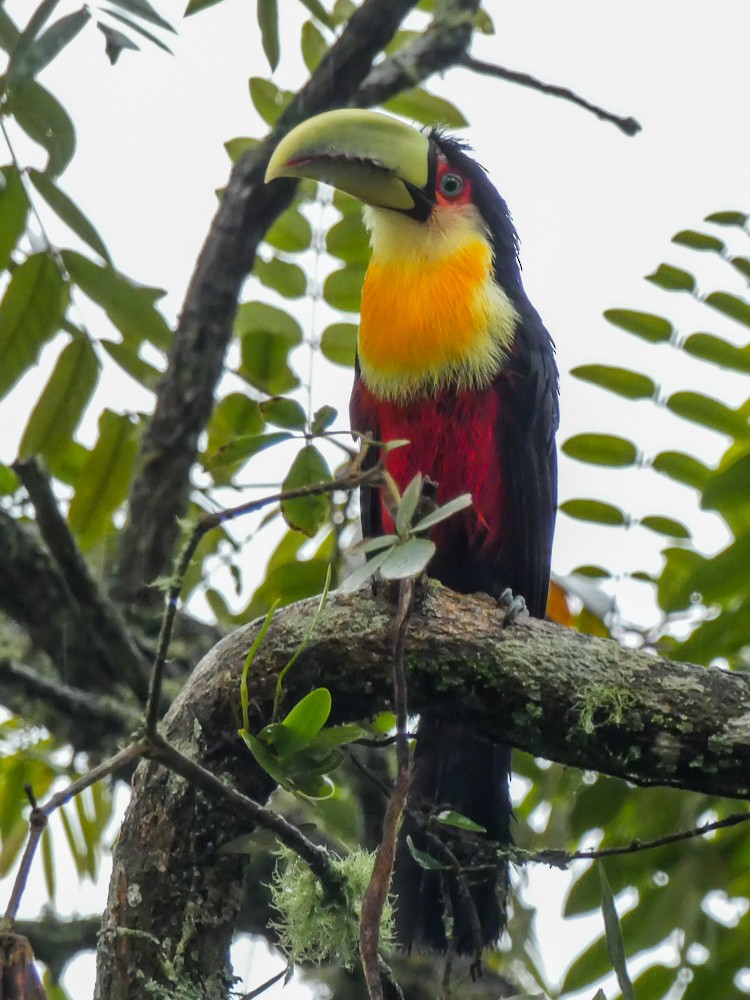 Red-breasted Toucan - ML300801241