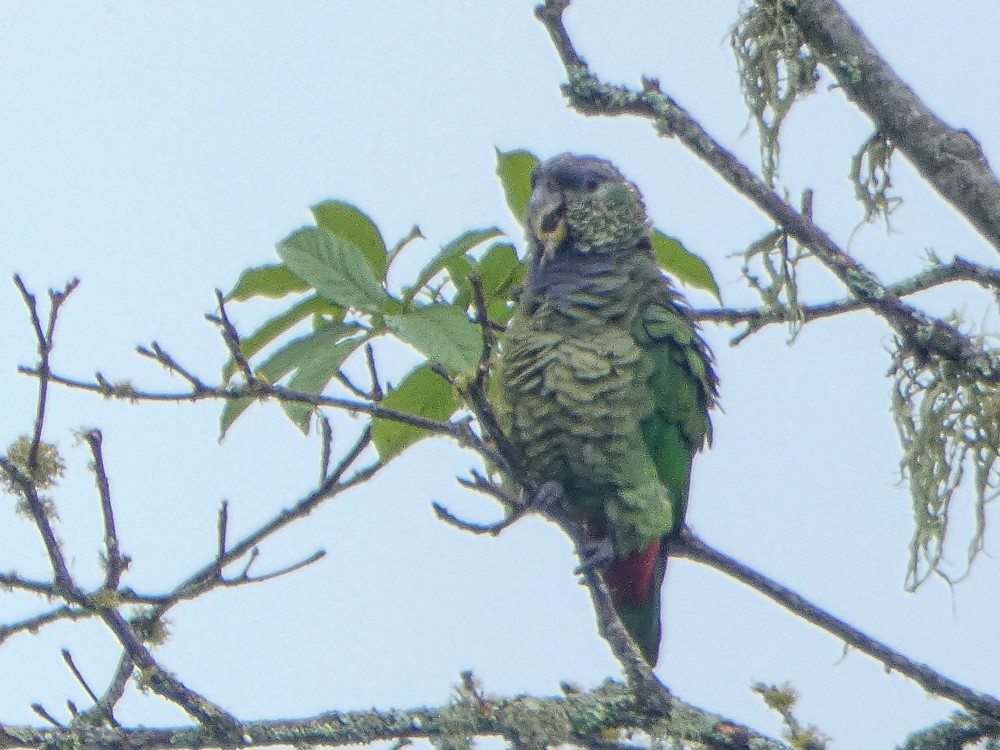 Scaly-headed Parrot - ML300801521