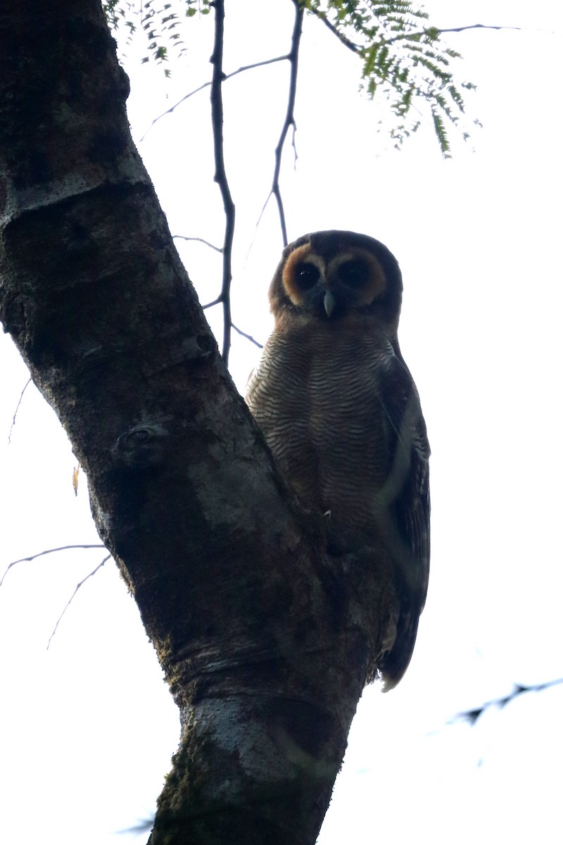 Brown Wood-Owl - ML300802201