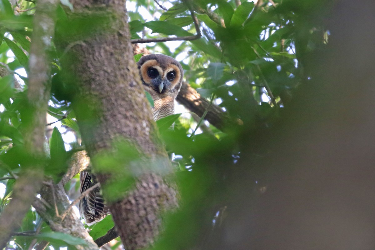 Brown Wood-Owl - ML300802241