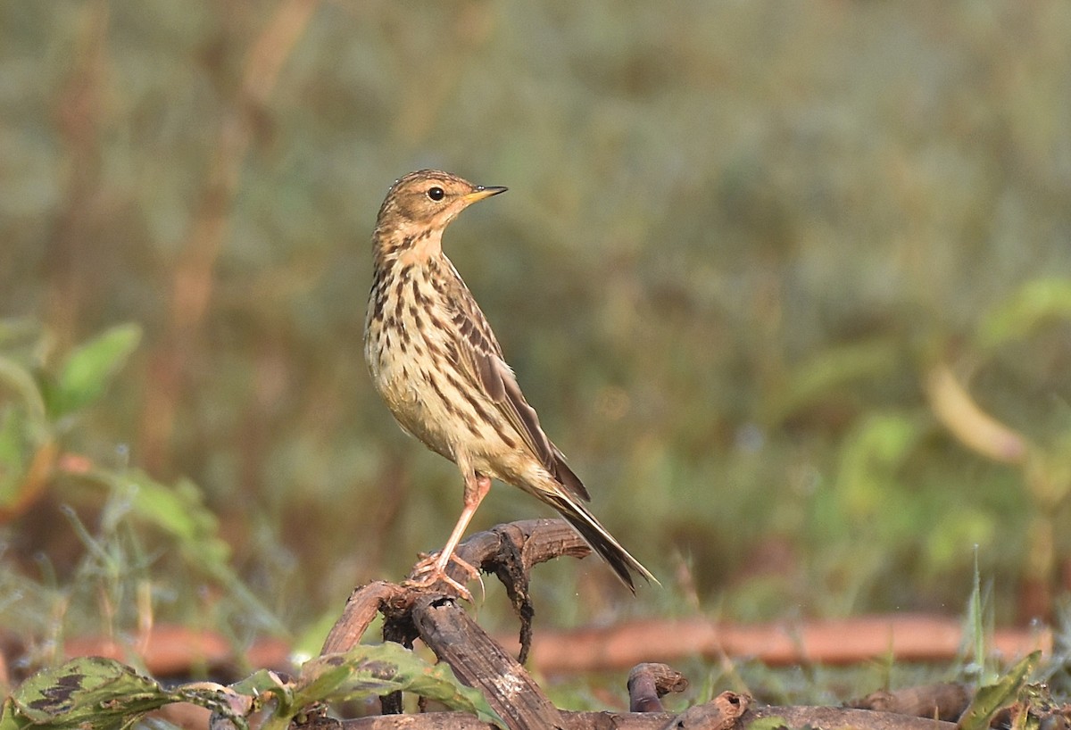 Red-throated Pipit - ML300807481