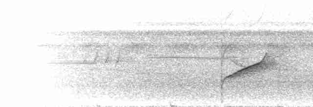 Uzun Kuyruklu Kara Tiran - ML300808