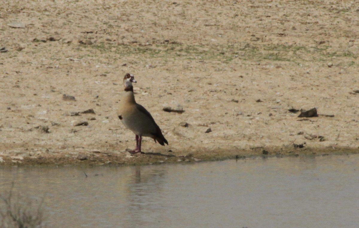 Egyptian Goose - Jan Harm Wiers