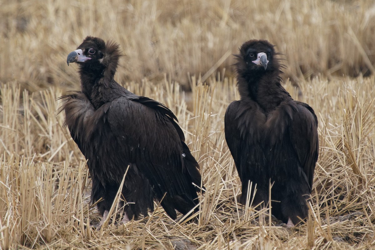 Cinereous Vulture - ML300809071