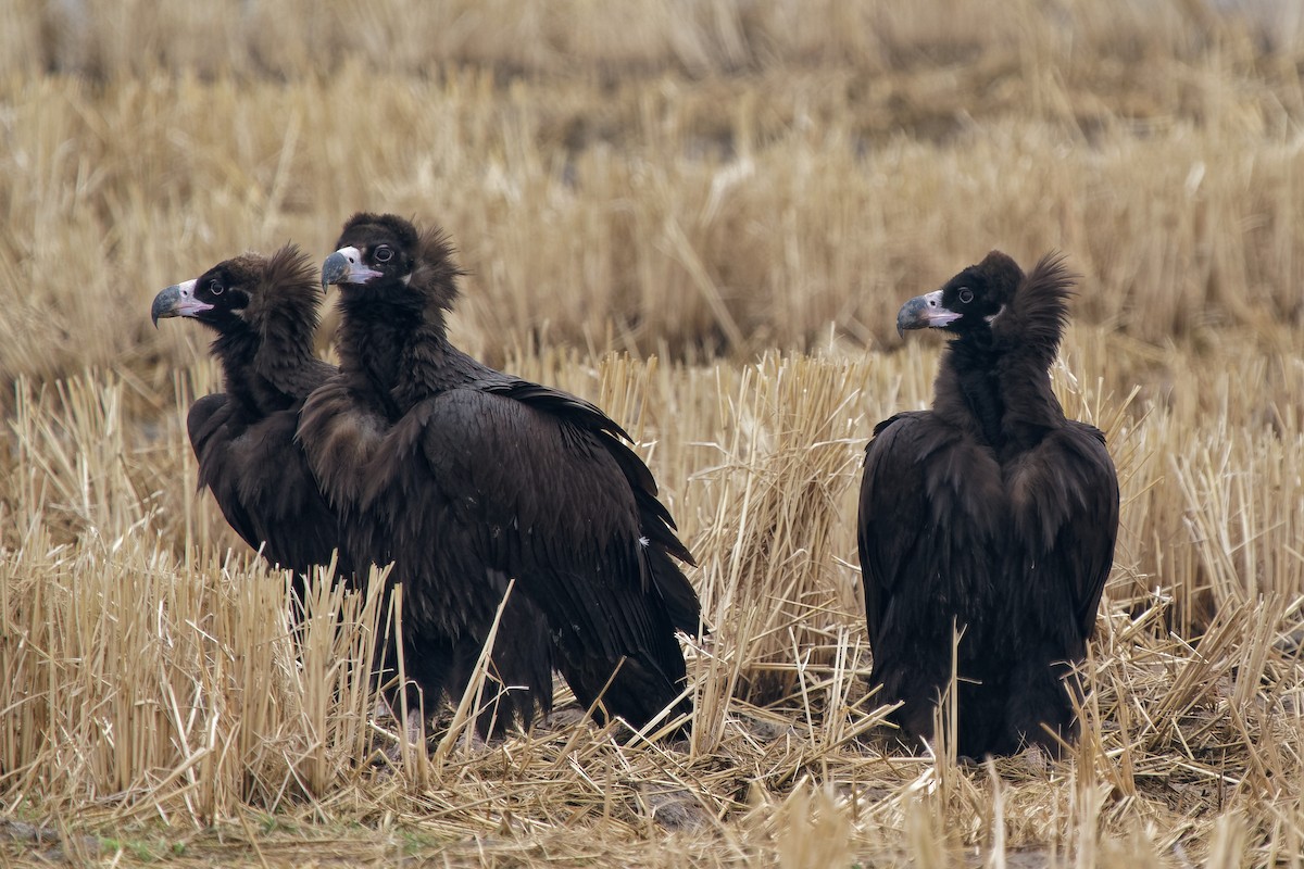Cinereous Vulture - ML300809081
