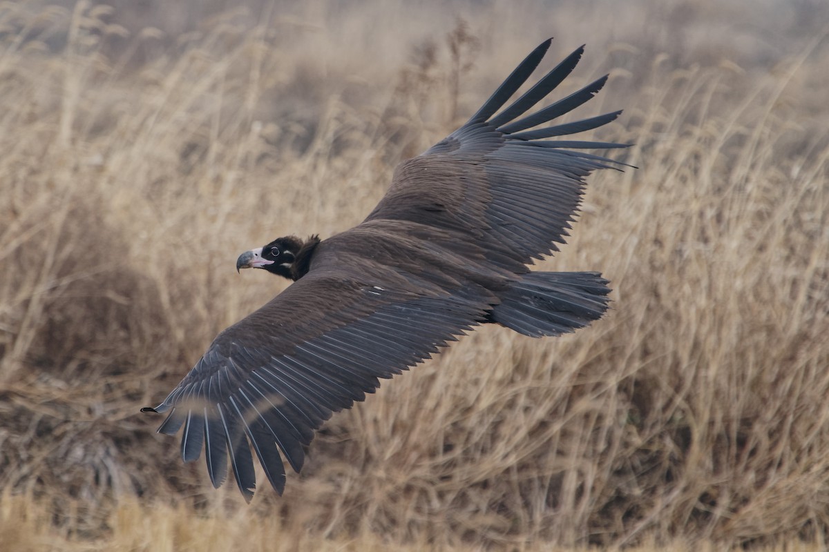 Cinereous Vulture - ML300809121