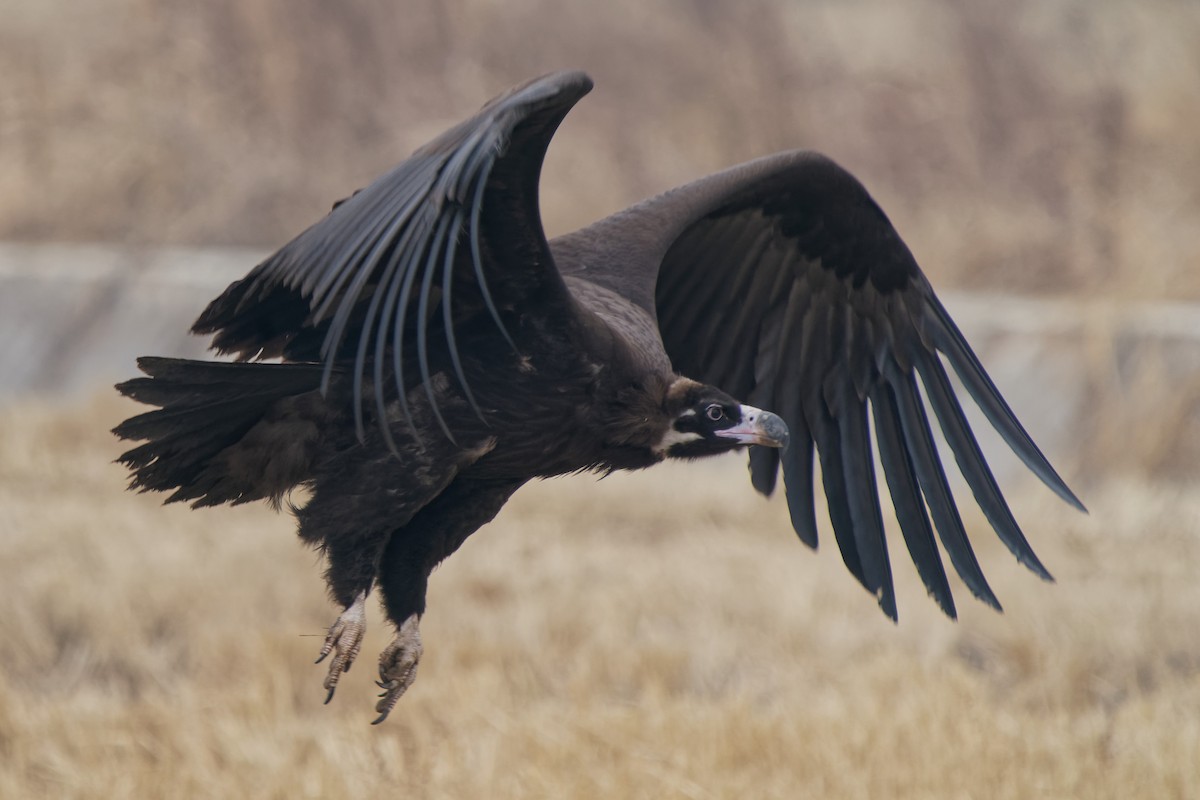Cinereous Vulture - ML300809191