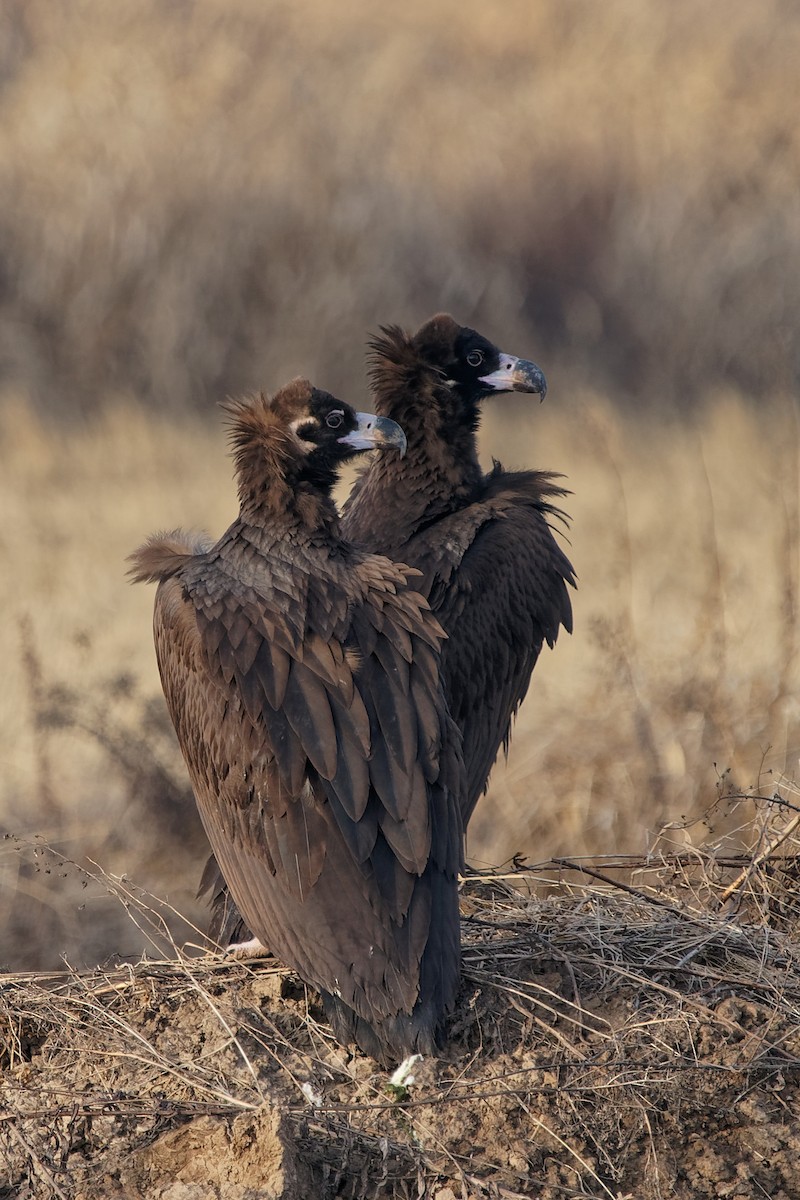 Cinereous Vulture - ML300809221