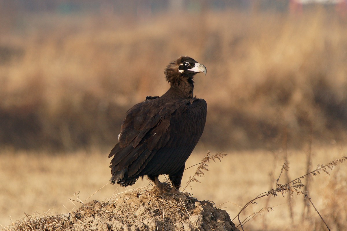 Cinereous Vulture - ML300809261