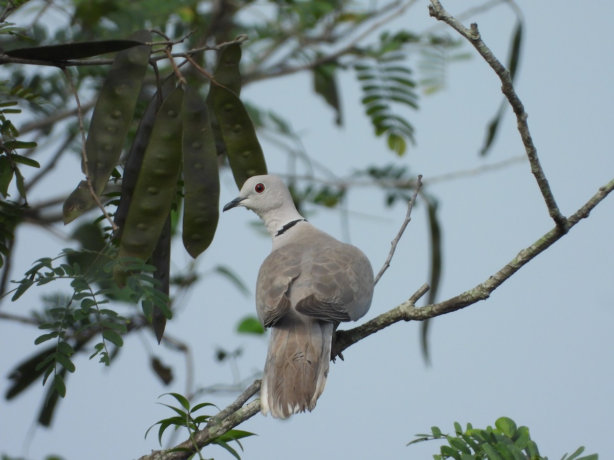 Eurasian Collared-Dove - Ragothaman Venkataramanan