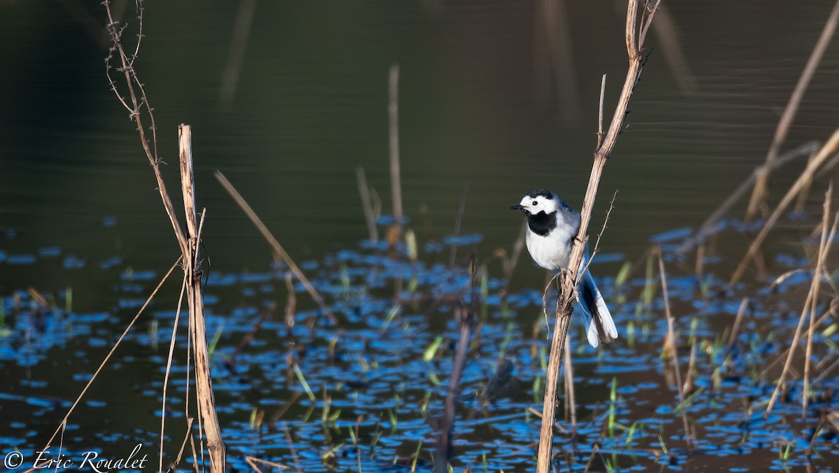 White Wagtail - Eric Francois Roualet