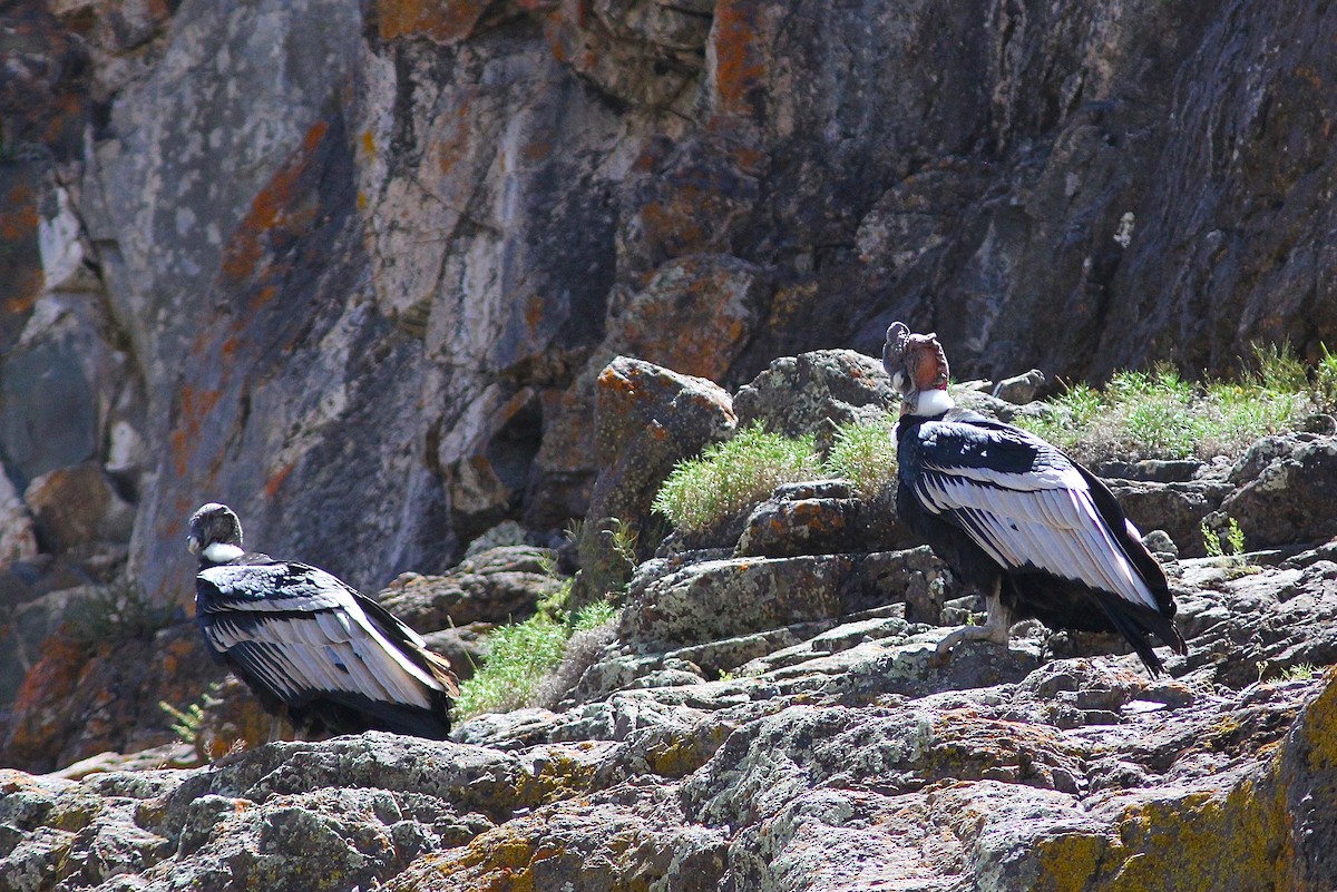 Andean Condor - ML300818601