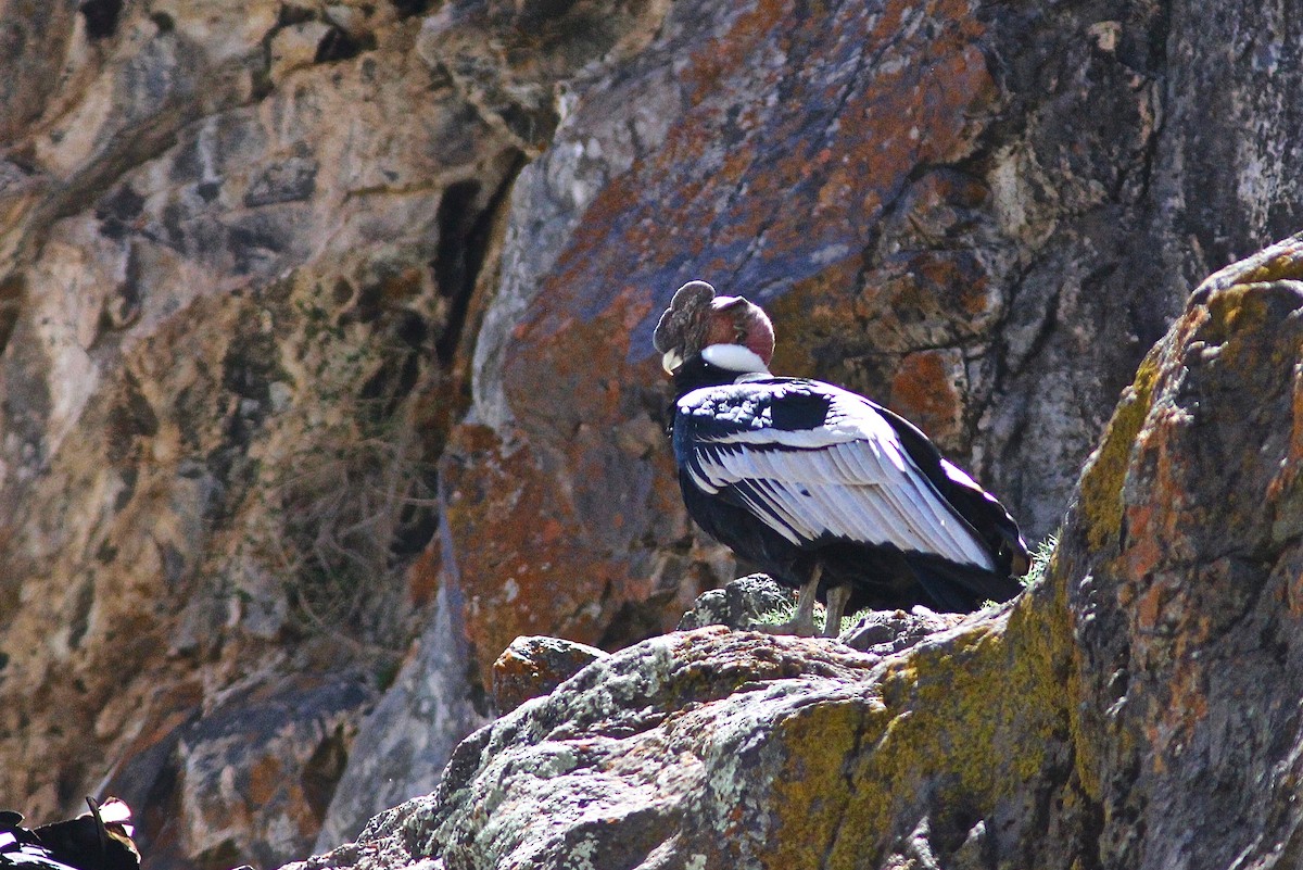 Andean Condor - ML300818681