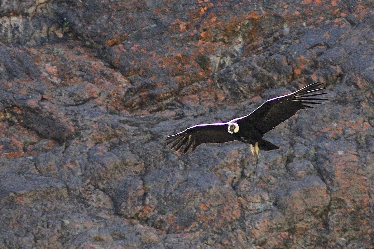Andean Condor - ML300818731