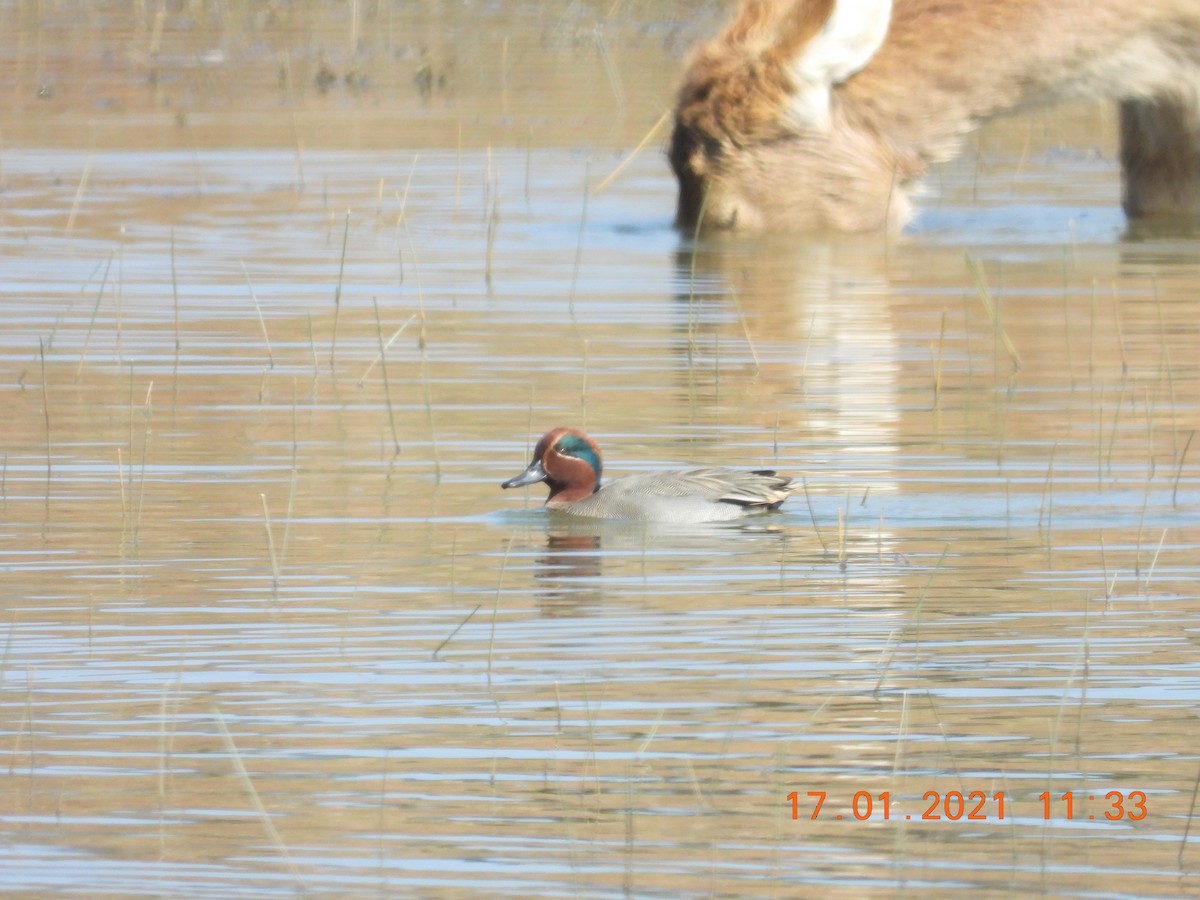 Green-winged Teal - ML300820481