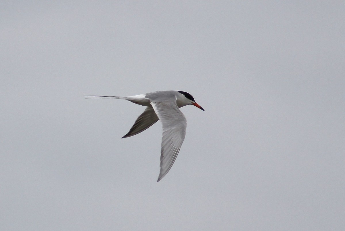 Common Tern - Ty Sharrow