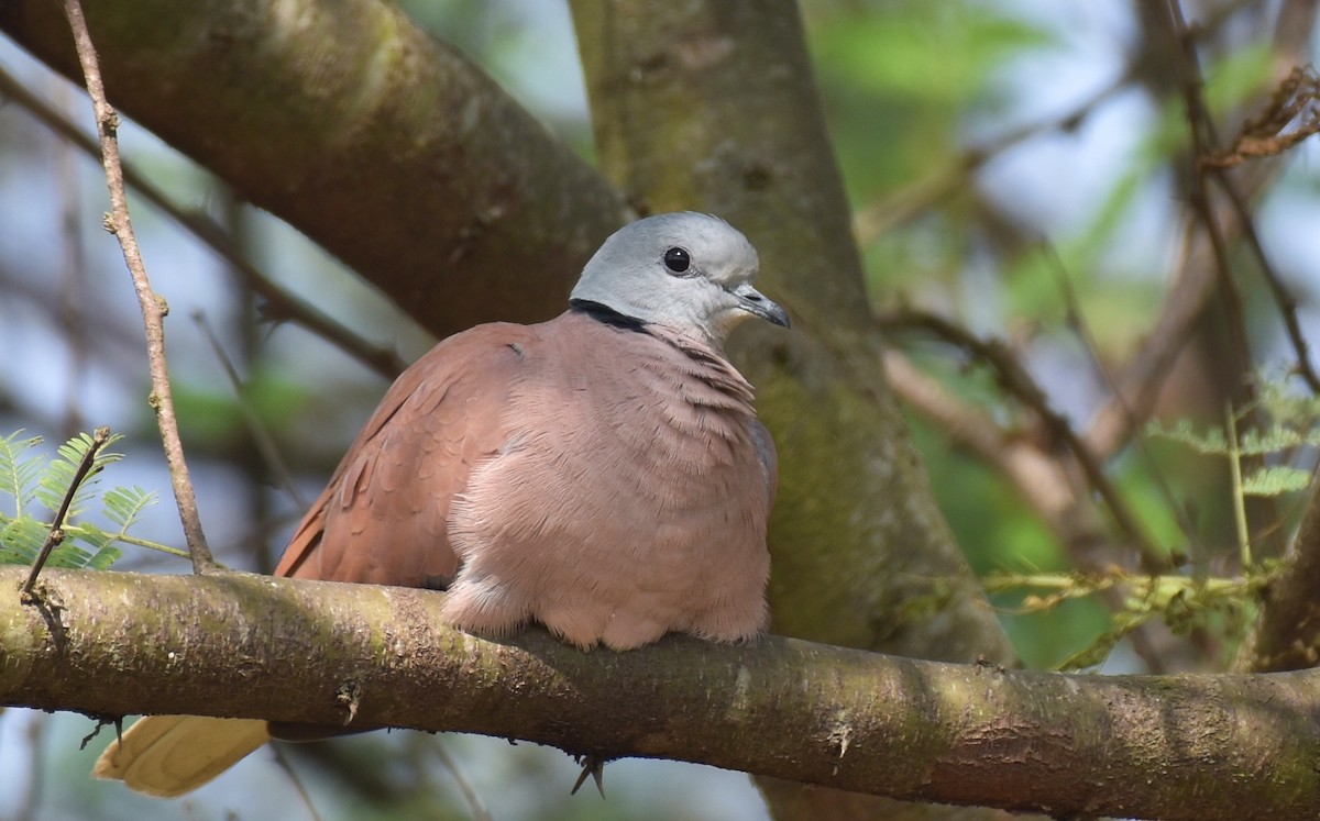 Red Collared-Dove - ML300822031